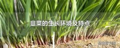 韭菜的生长环境及特点